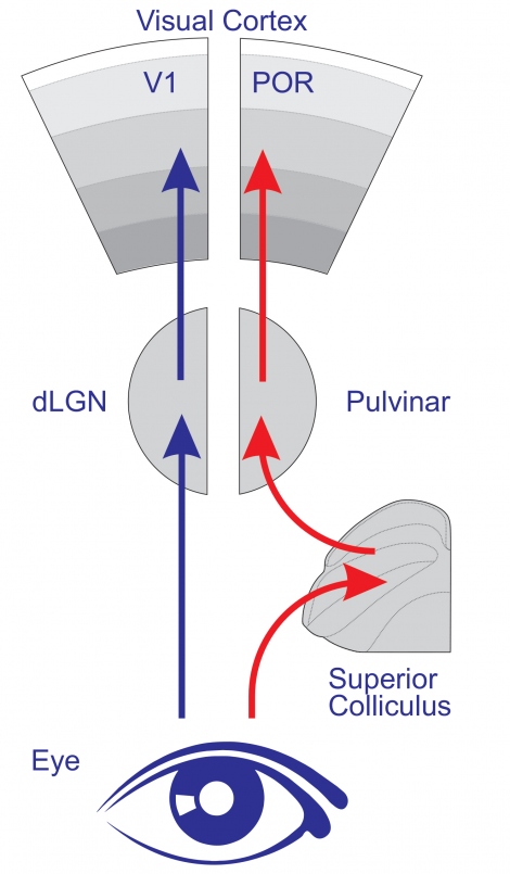 Diagram demonstrating postrhinal cortex (POR) gets information about moving objects via a parallel visual pathway from an evolutionarily ancient brainstem area called superior colliculus.