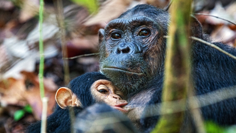 Mother chimpanzee nursing her baby. 