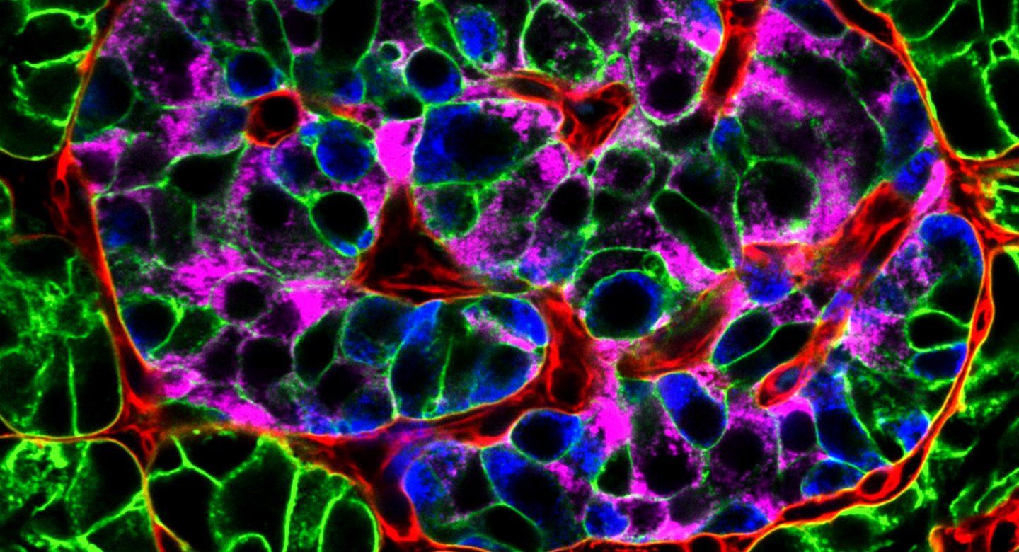 science image of Pancreas tissue