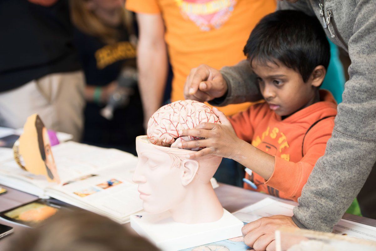A boy examines human brain replica