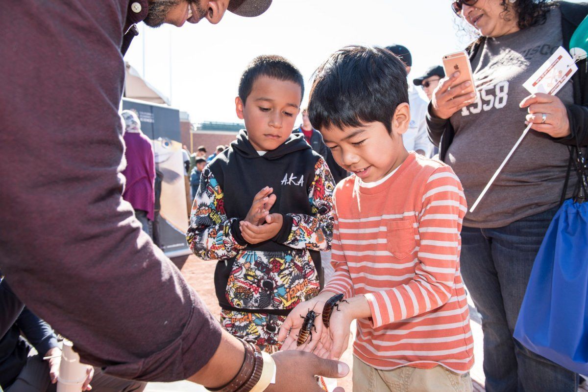 A child is holding bugs at the Bay Area Science Festival’s Discovery Day at AT&T Park