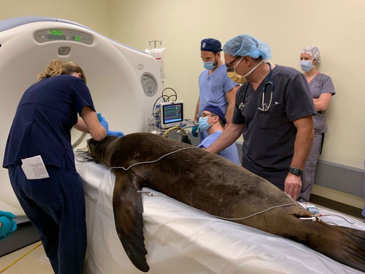 Doctors shave a sea lion's head