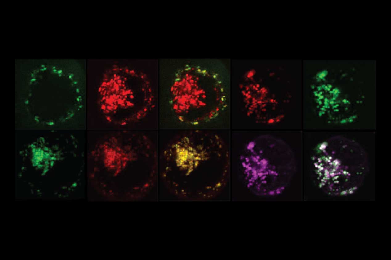 Microscopic image of a set of cells engineered with TGF-beta SNIPRs.