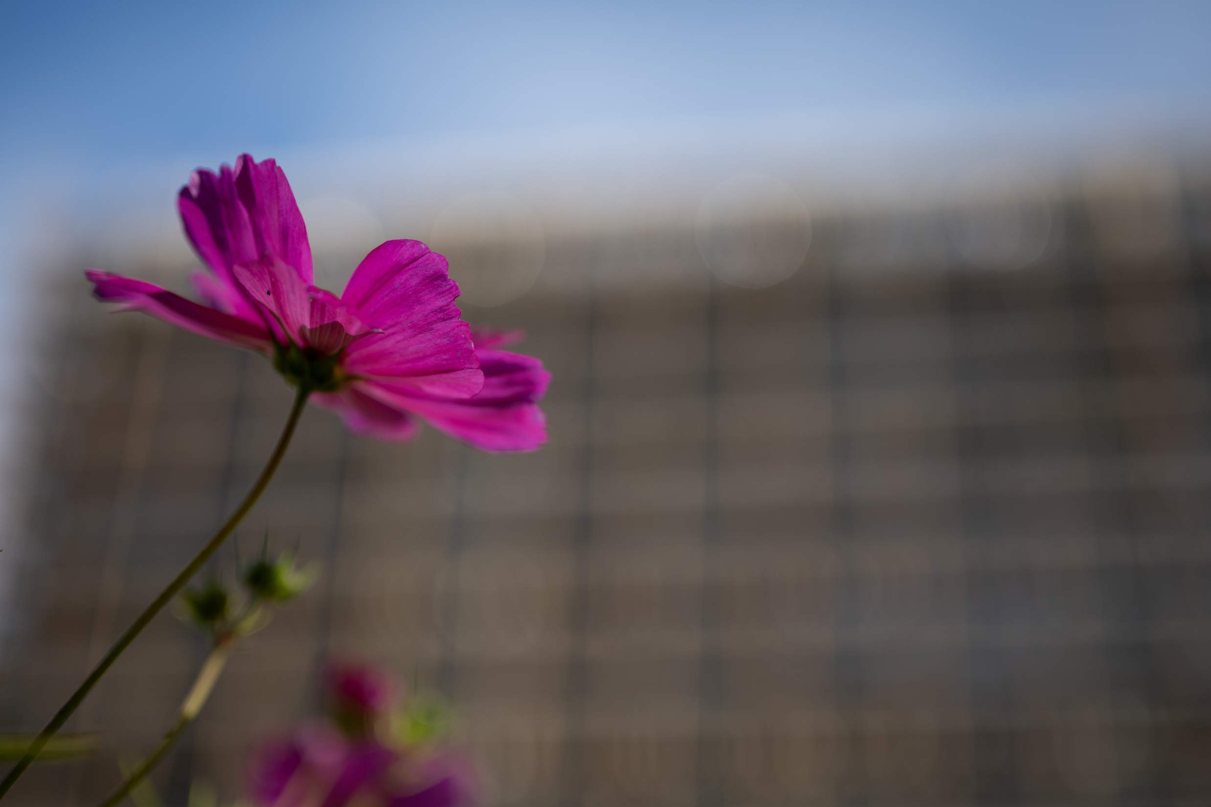 Beautiful purple flower with building in background.