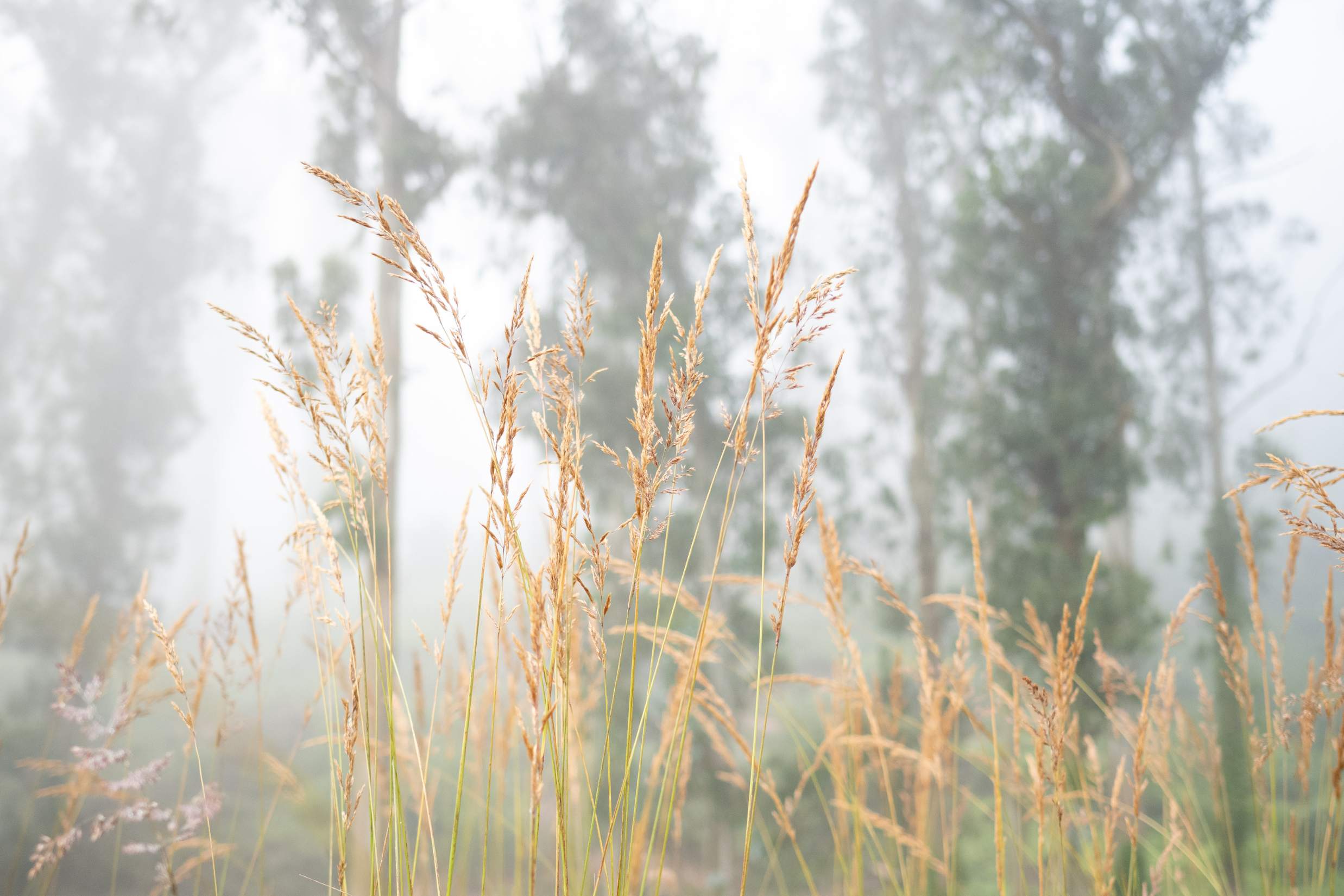 Wheat plants in front of large trees in mist.