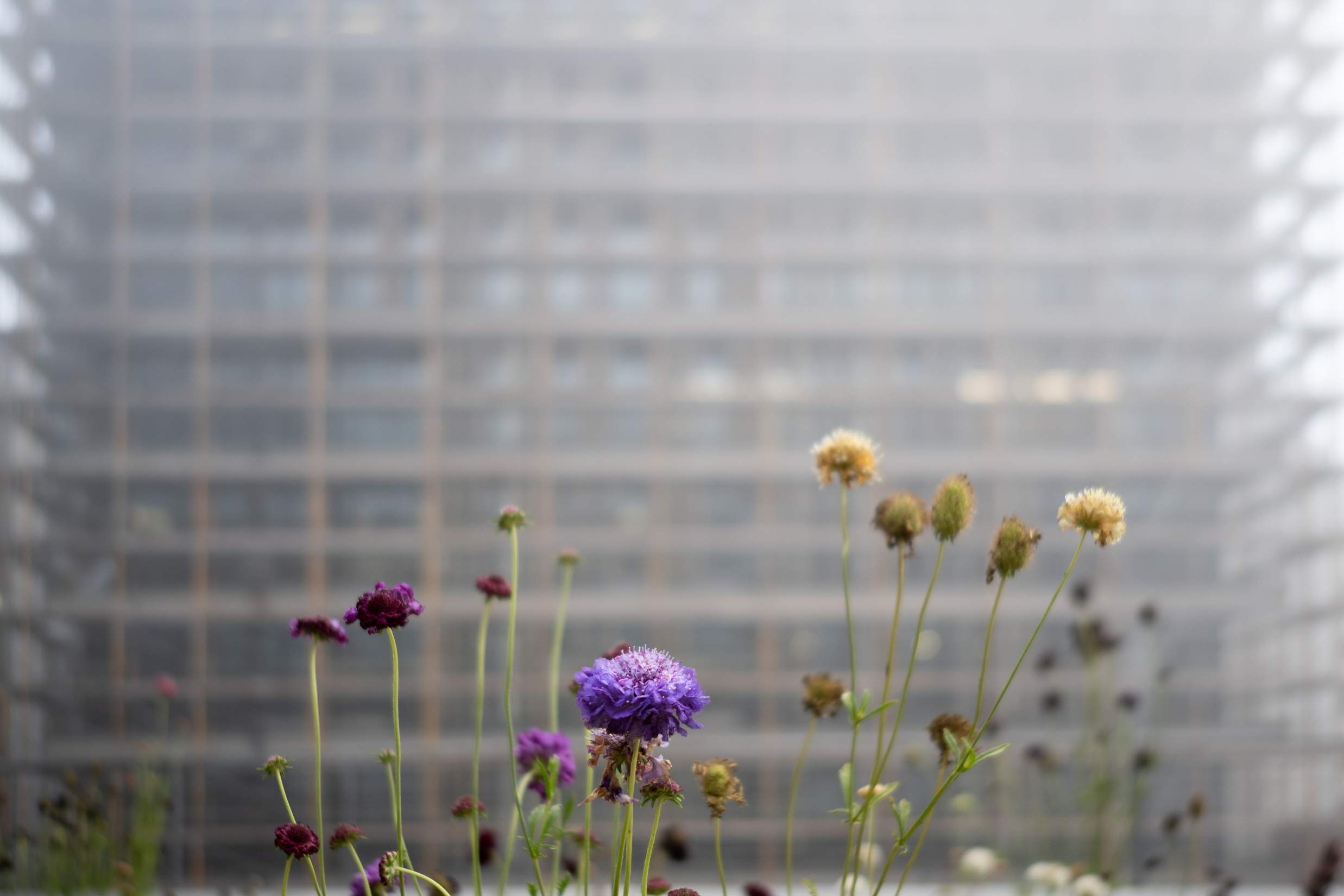 Mist in front of a building with purple flowers blooming below.