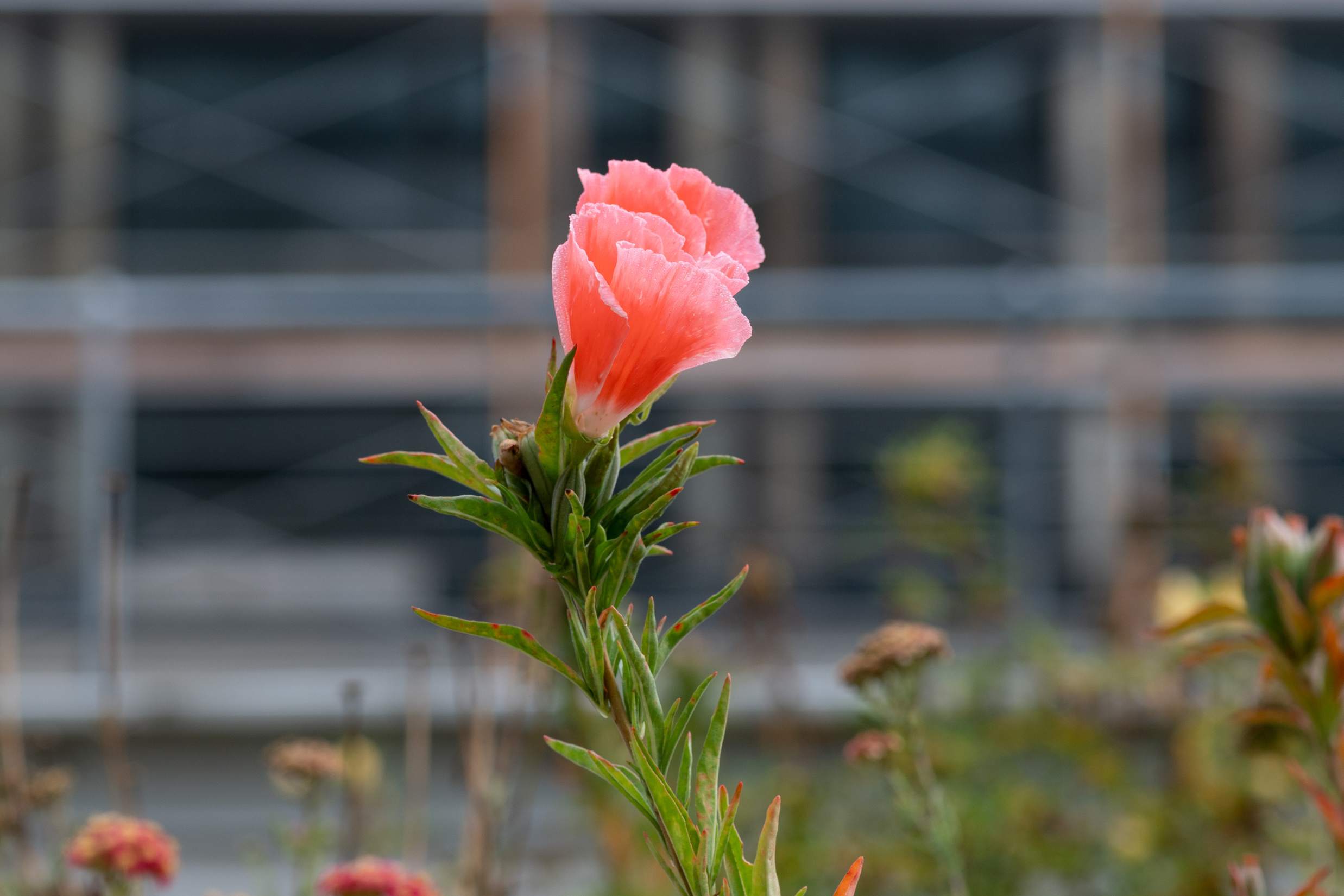 Bright peach flower stand alone amongst flowers in distance.