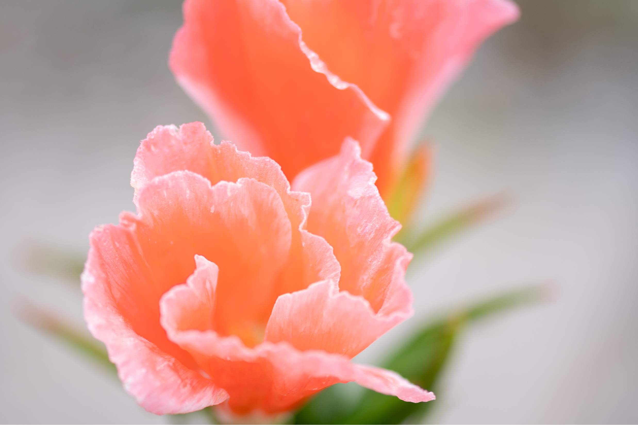 Close-up of peach flower.