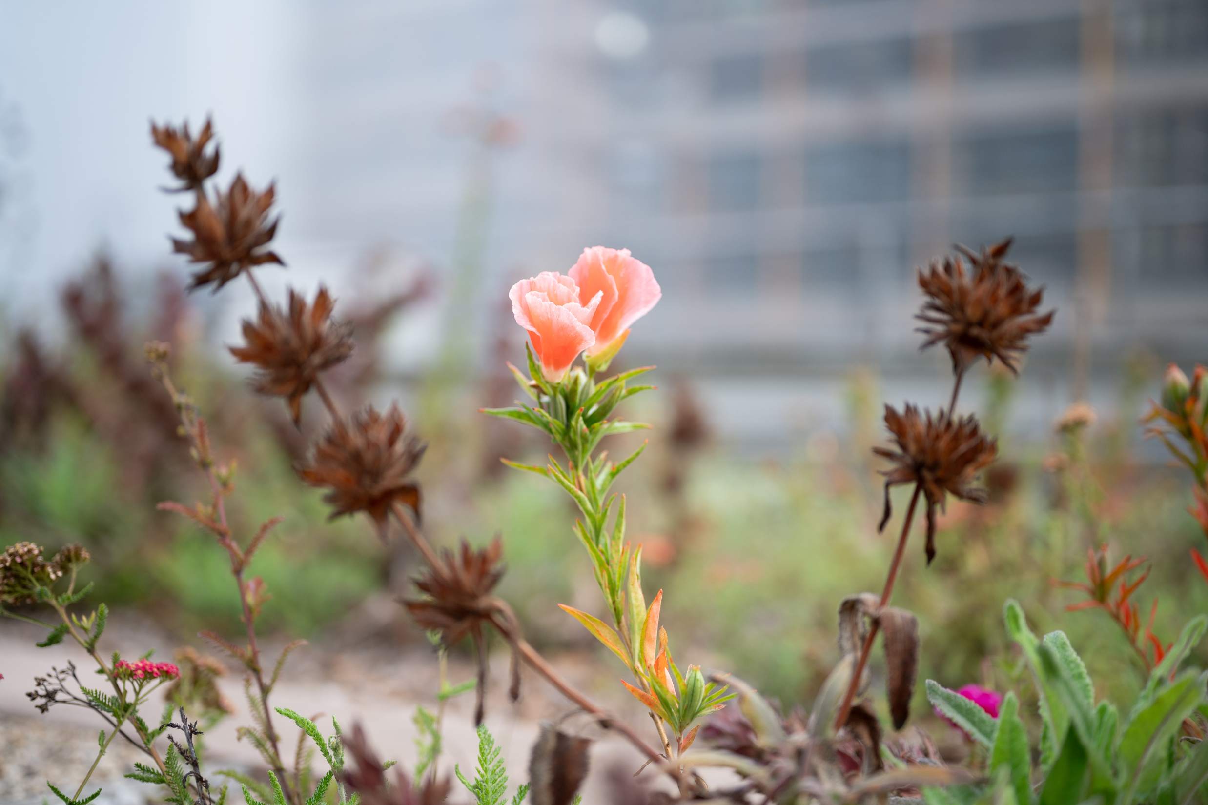 Various flowers blooming.