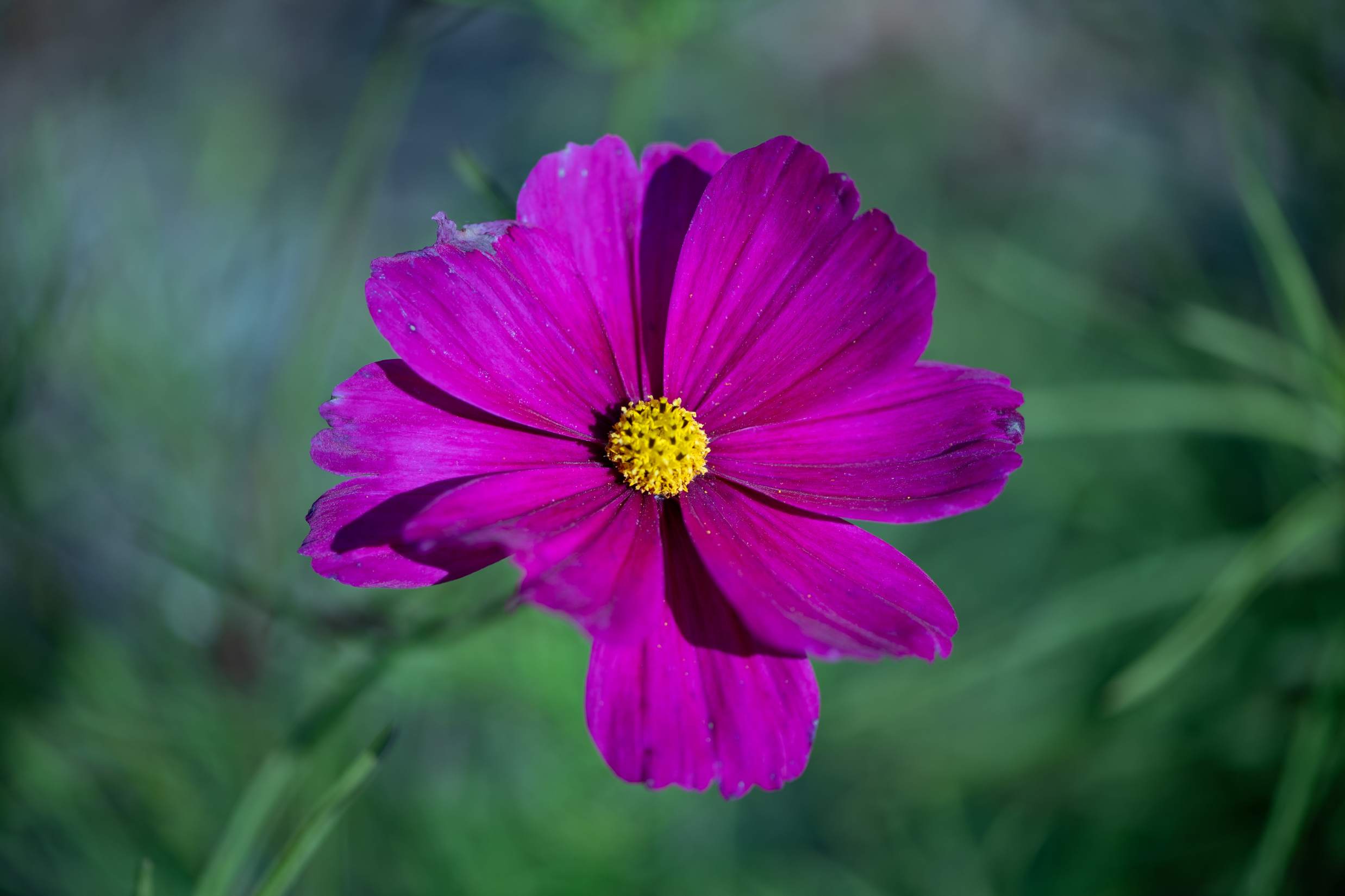 Close-up of purple pedals on a flower.