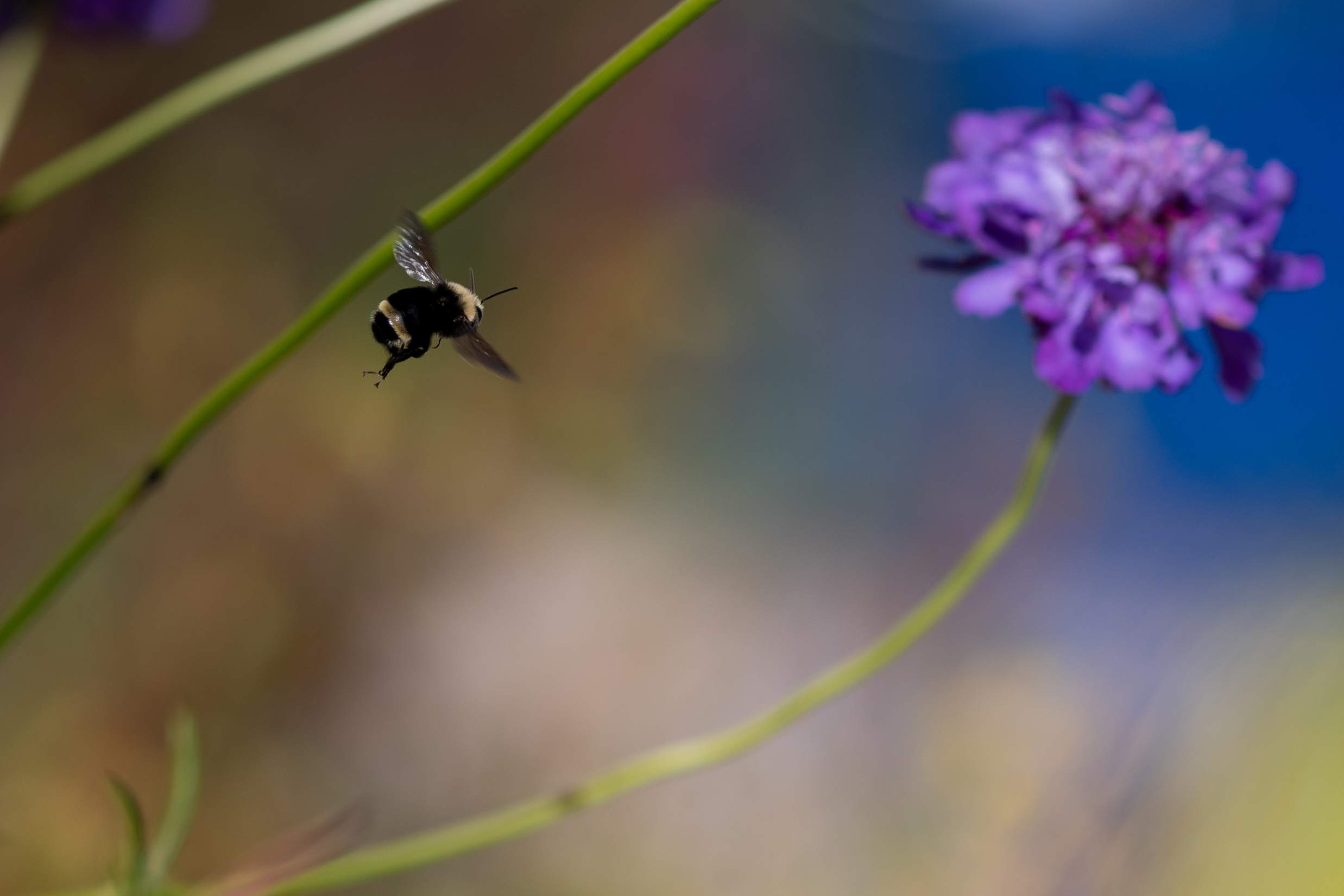 Small bee nears a purple flower.