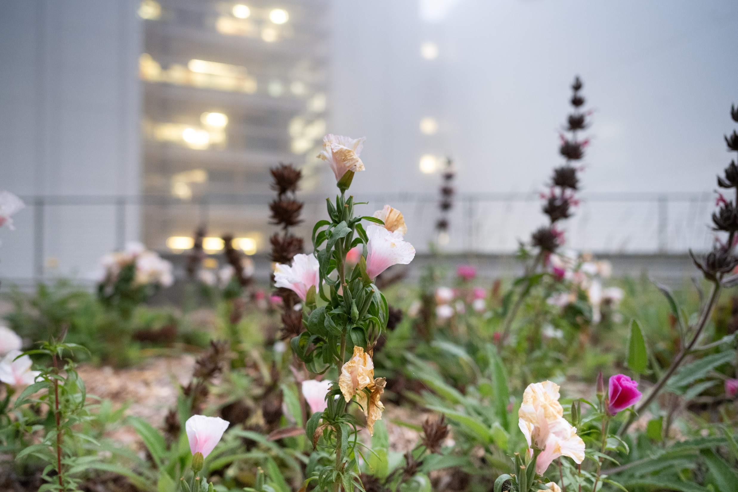 Wild flower variety in mist with flowing lights from building.