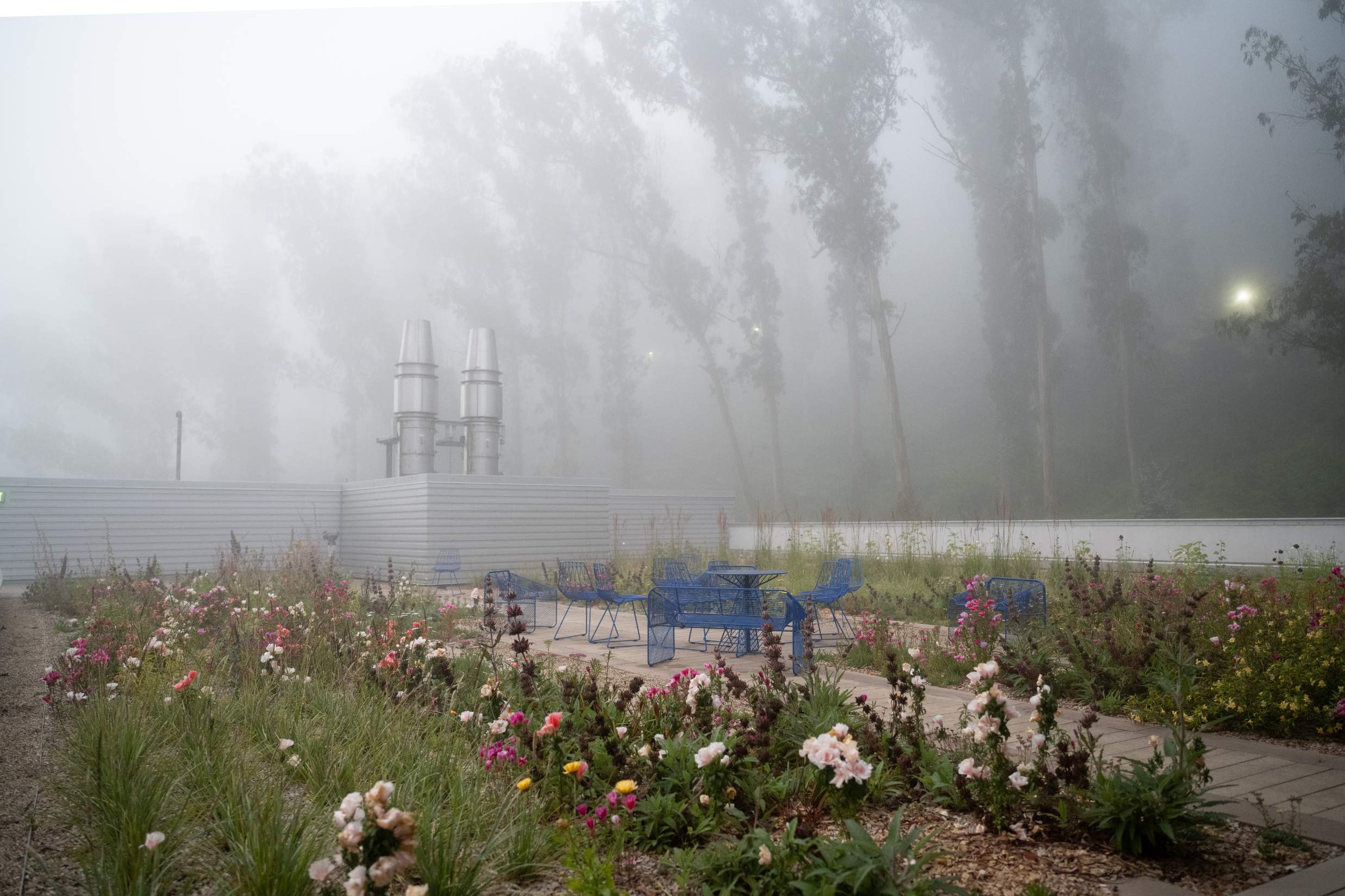 Tall trees amidst the mist with an array of various flowers in the garden.