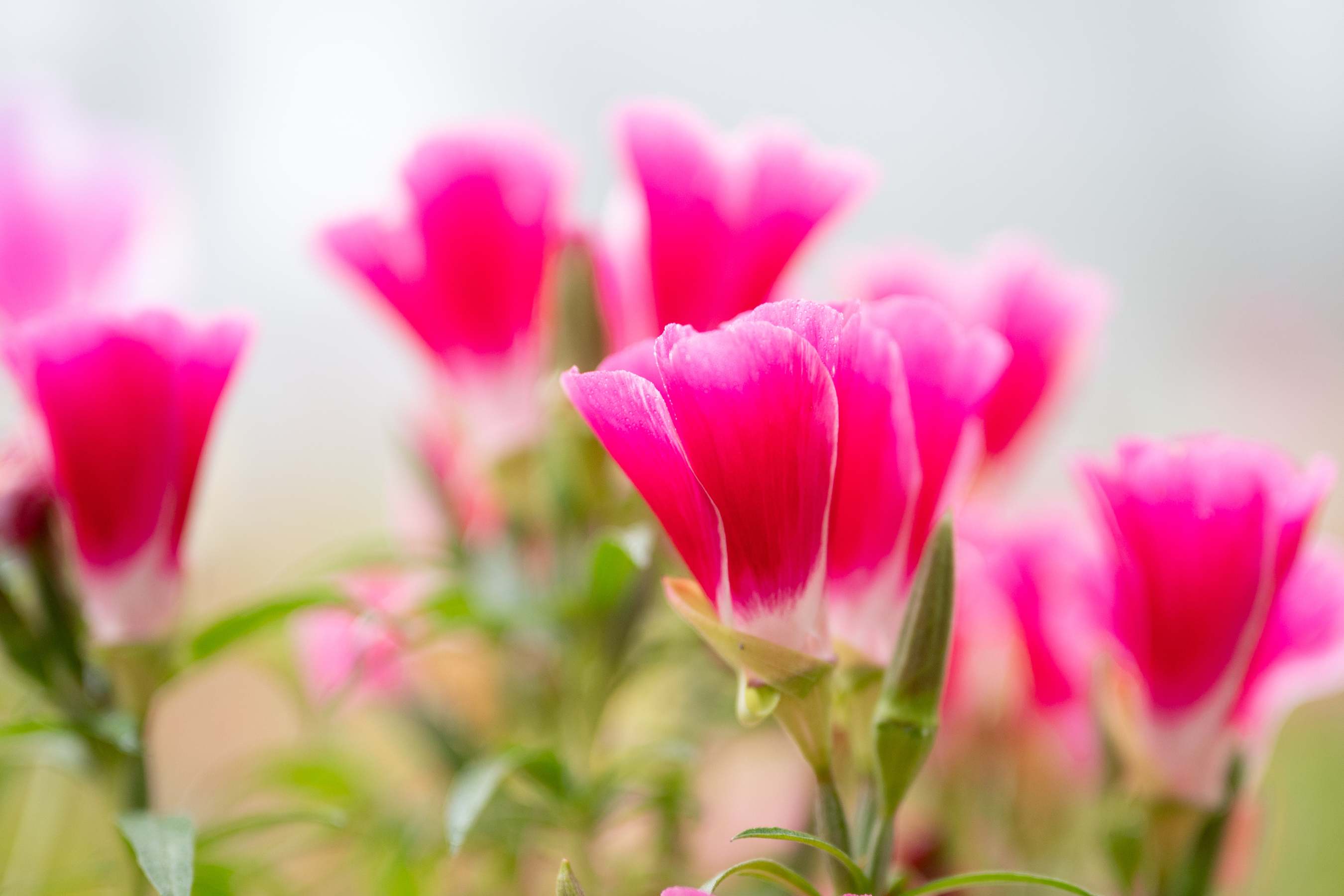 Close-up of pink wild flowers