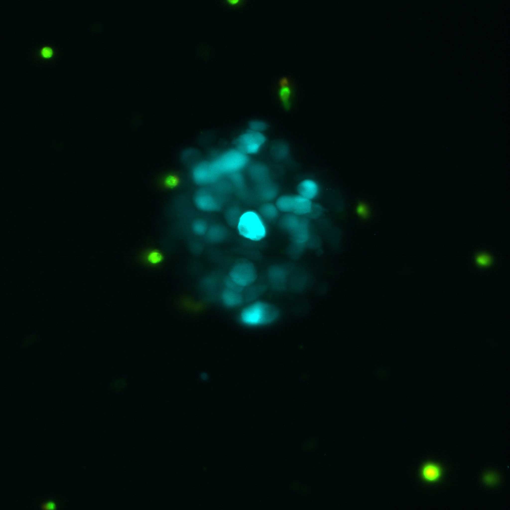 A microscopic image of supressor cells protecting transplanted islet cells.