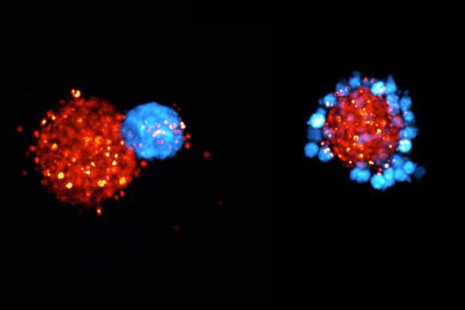 Microscopic images of engineered “organizer” cells (blue) gather near stem cells (red) as a node (left) or a ring (right).