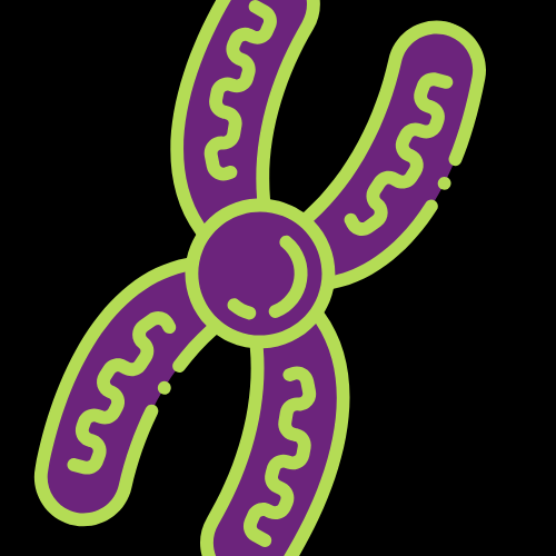 A graphic icon of an X chromosome.