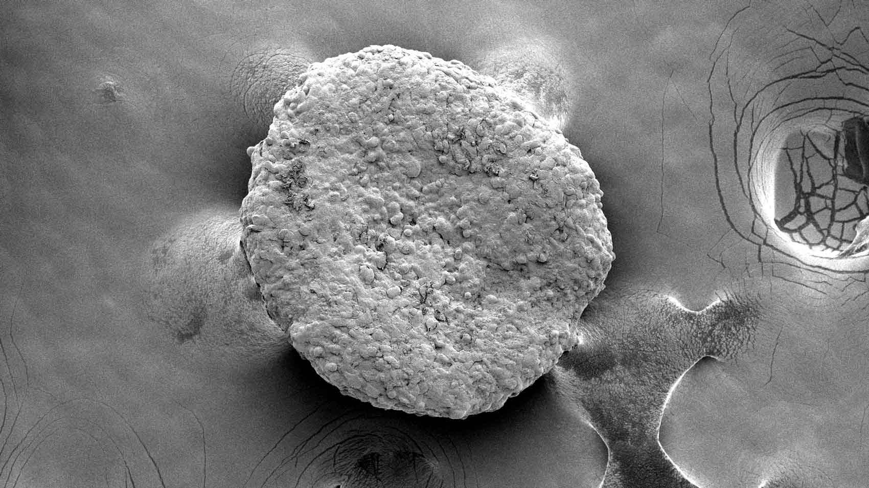 A greyscale microscopic image of a fat organoid cell.