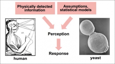 Sensory Illusion Causes Cells To Self-Destruct | UC San Francisco