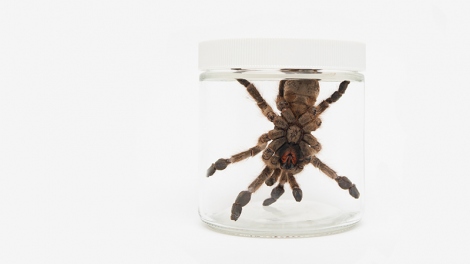 Tarantula Toxins Offer Key Insights Into Neuroscience of Pain UC