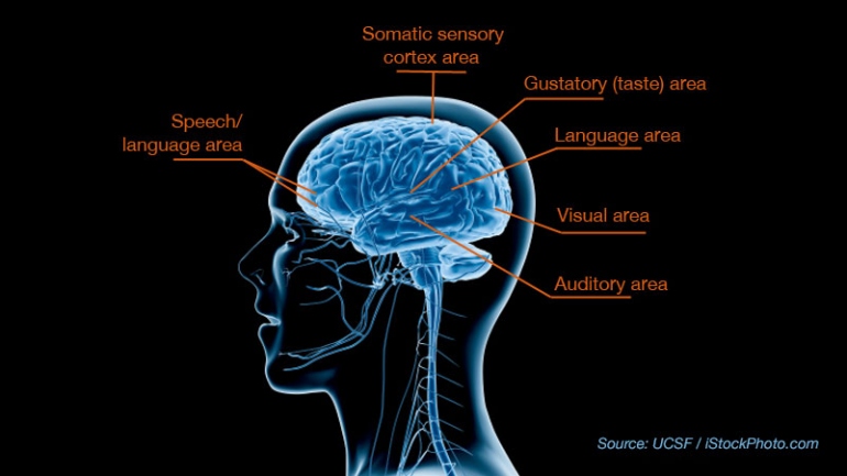 side view diagram of human brain that shows Speech/Language area toward the front, Somatic/Sensory Cortex area at top, Gustatory (Taste) area in center, Language area at center back, Visual area at far back, and Auditory area at center bottom