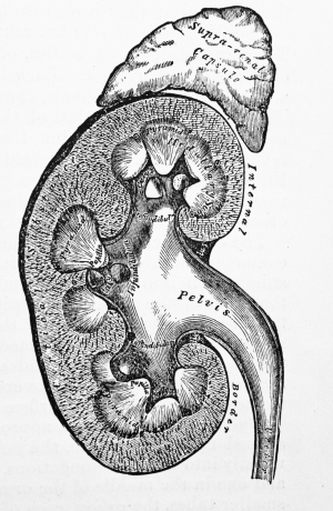 anatomical kinesiology study guide