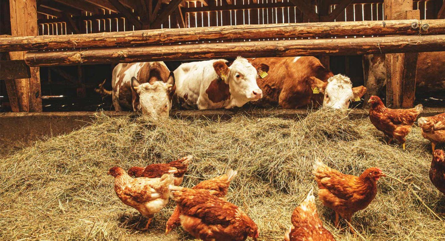 Cows and chicken at a farm.