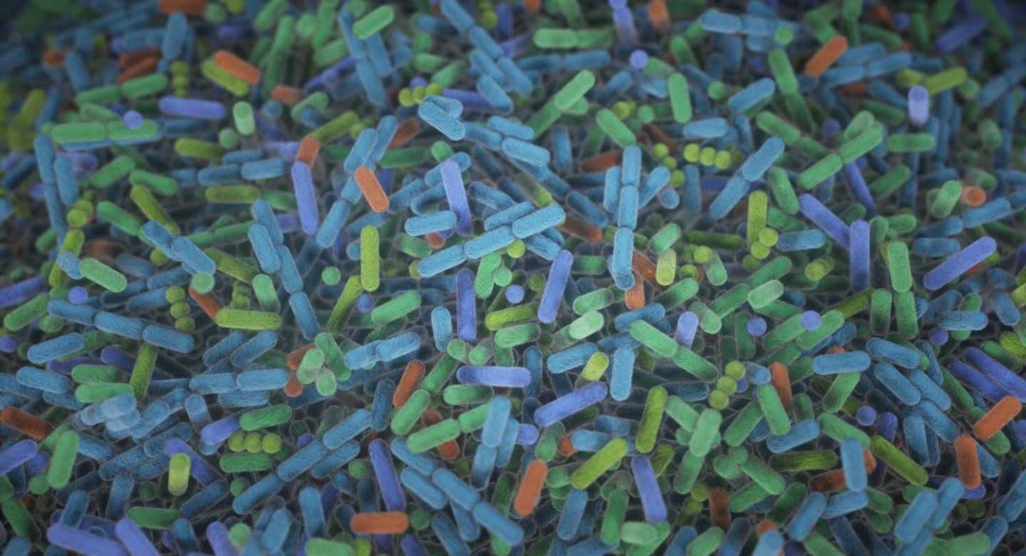 A microscopic image of bacteria in the microbiome of the gut.