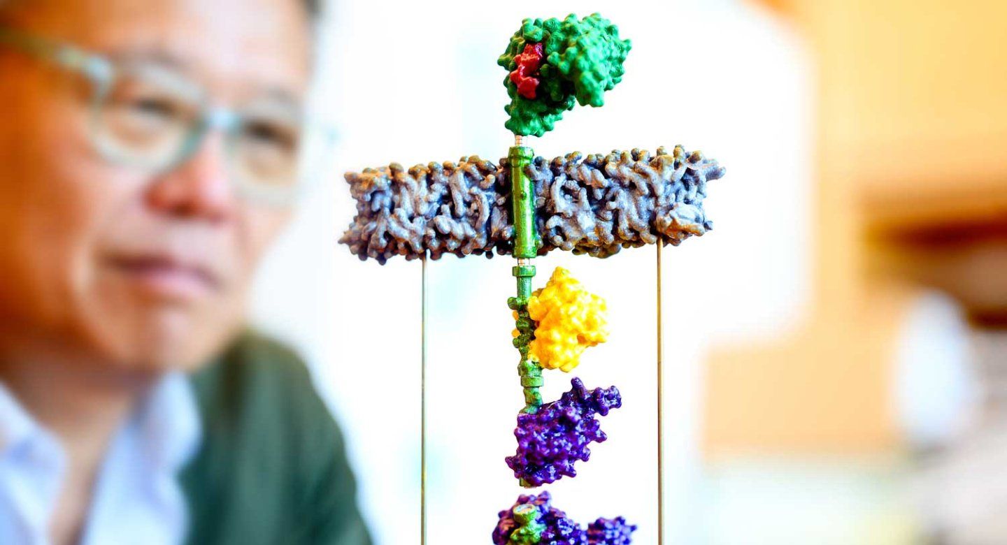 The foreground shows a stack of colorful molecule models on a stand, and researcher Wendell Lim observes them closely in the background.