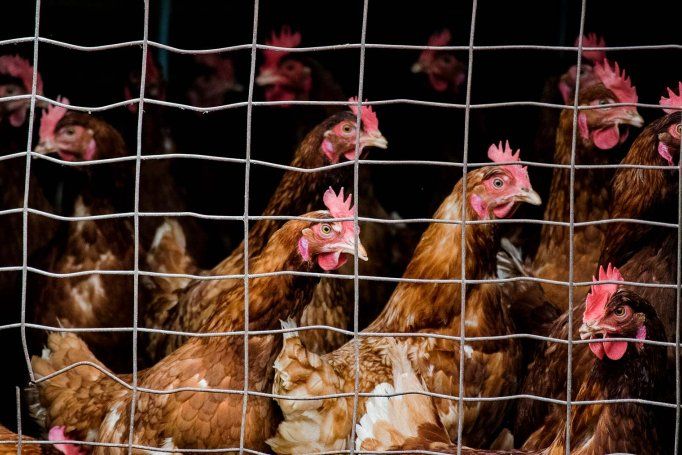 Chickens standing in a group behind wire mesh