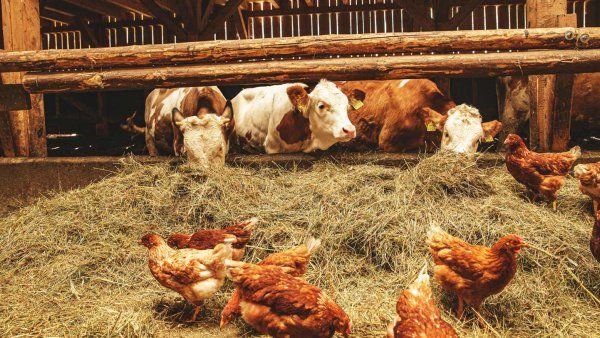 Cows and chicken at a farm.