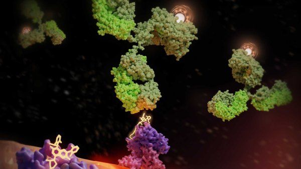 A 3D rendering showing immune proteins delivering K R A S, and others a radioactive antibody, to a tumor cell.