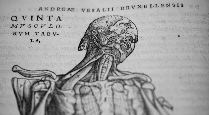 An anatomical drawing of the human body from the 16th century book De Humani Corporis Fabrica Libri Septem (On the fabric of the human body in seven books), by physician Andreas Vesalius.